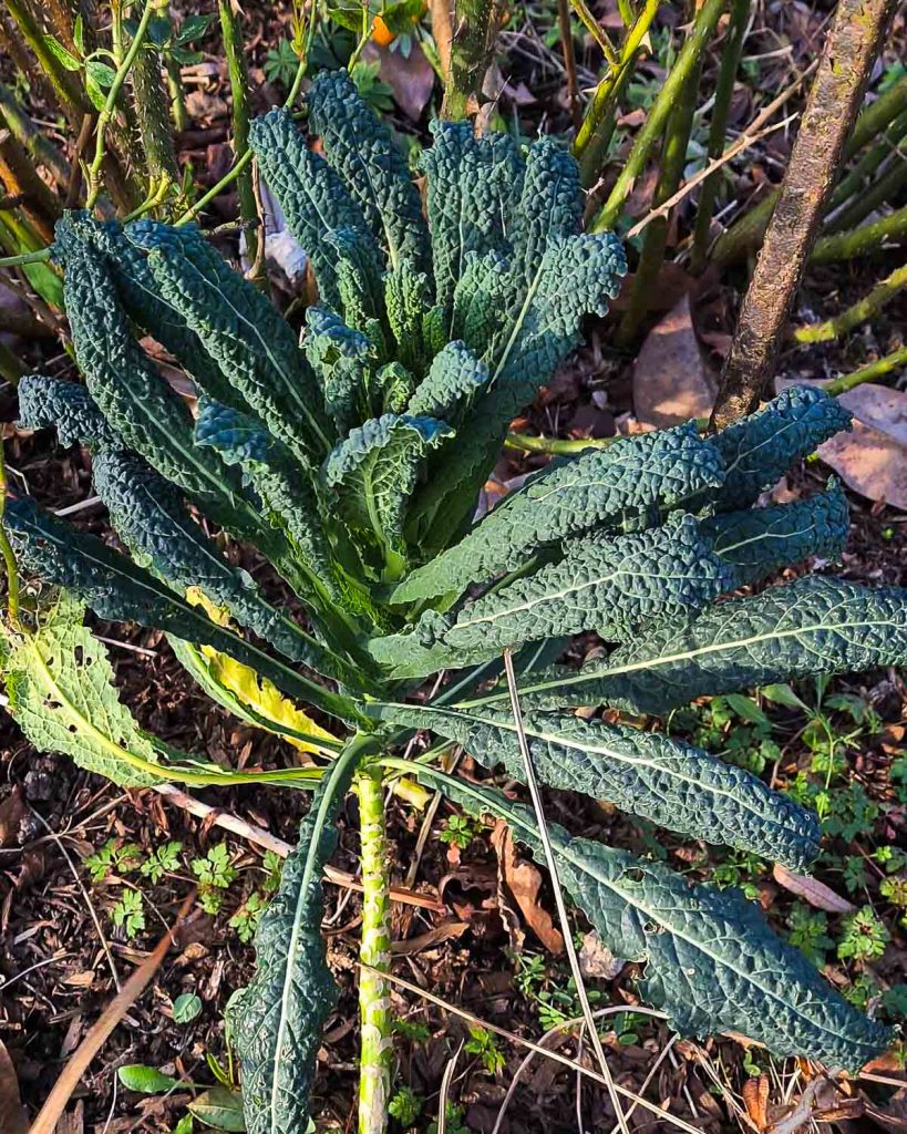 Quick Garlicky Cavolo Nero Pasta  The Vegan Larder